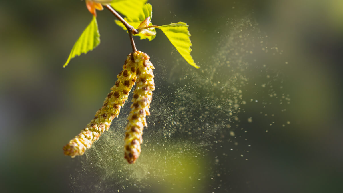 Birch pollen