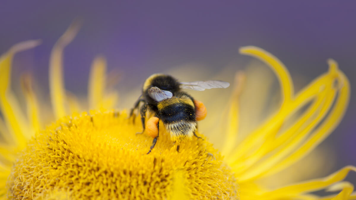 bee getting pollen